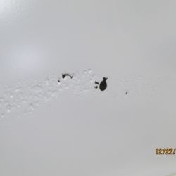 bowen   img 0960   12222020  