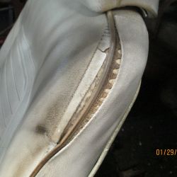 cruz   img 2695   01292021  