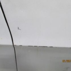 cruz   img 2695   01292021  