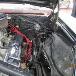 cruz   img 2695   01292021  